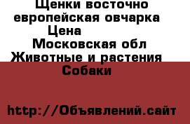 Щенки восточно европейская овчарка › Цена ­ 45 000 - Московская обл. Животные и растения » Собаки   